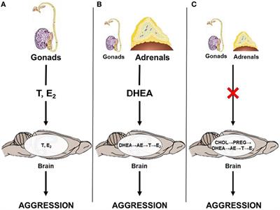 Neural Androgen Synthesis and Aggression: Insights From a Seasonally Breeding Rodent